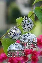 TWS06997.webp